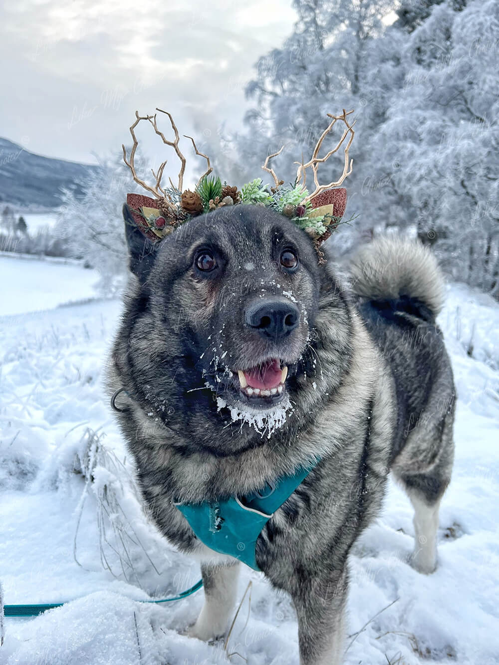 White & Sage Christmas Reindeer Headband | LikeMyChoice®